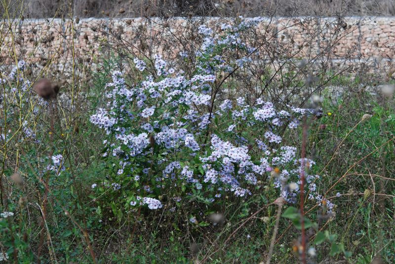 Symphyotrichum novi-belgii  (= Aster novi-belgii)